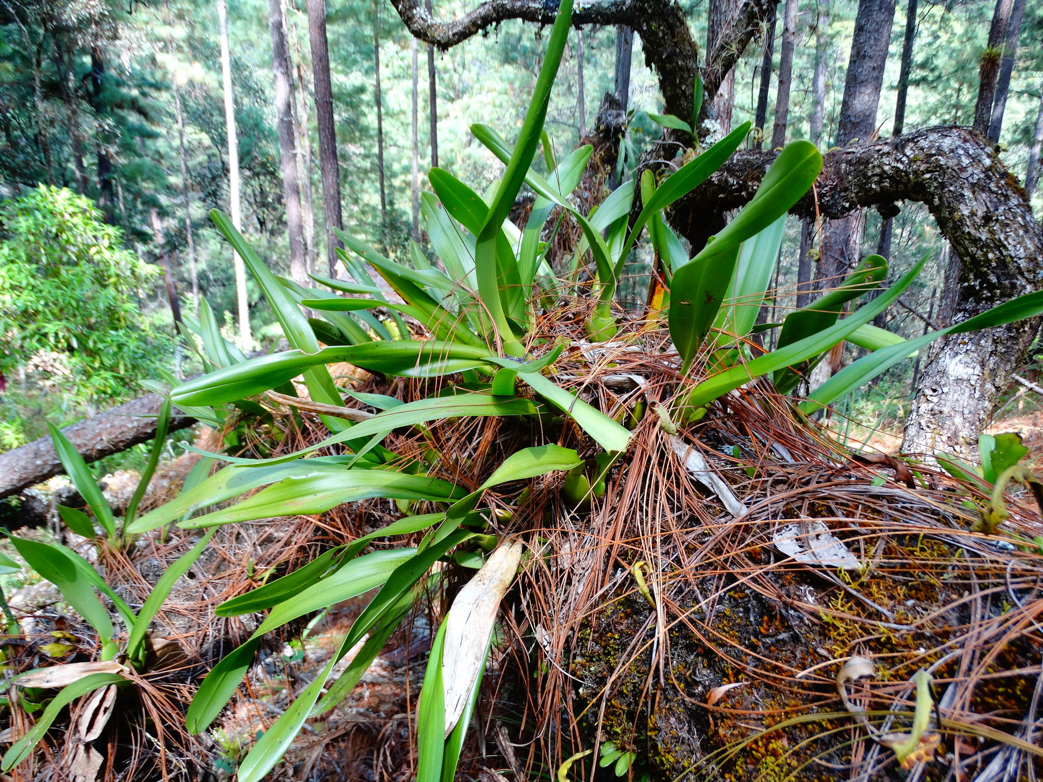 Maxillaria cucullata